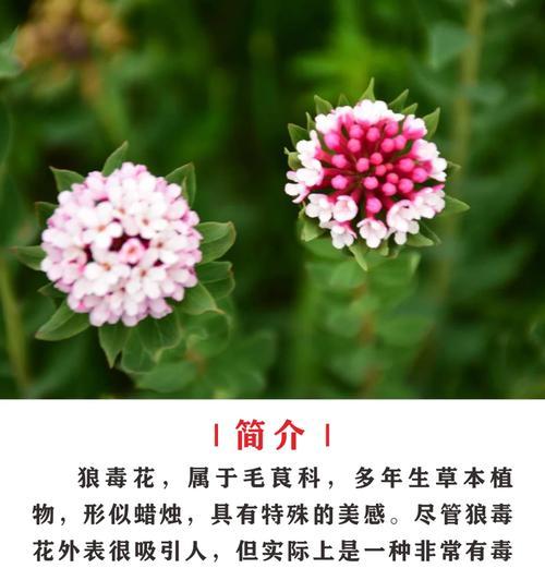 哪种花的花语是凶狠的？