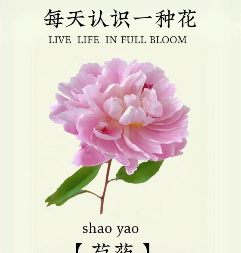 哪种花的花语是凶狠的？