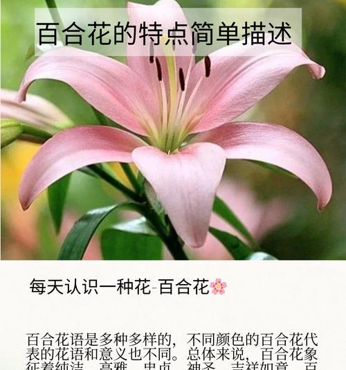 哪种花的花语是凶狠的？