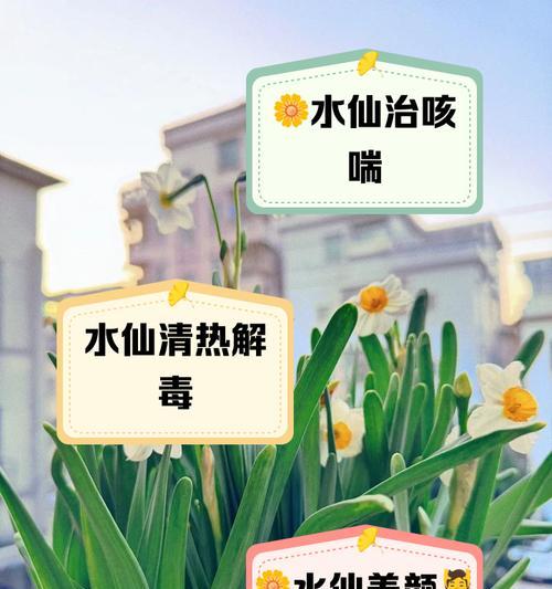 水仙花的寓意和花语是什么？