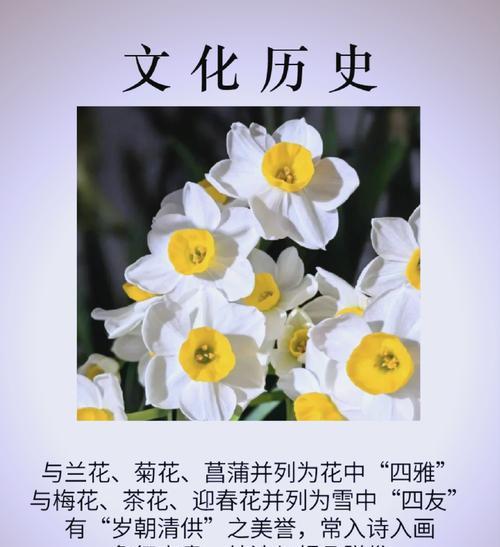 水仙花的寓意和花语是什么？