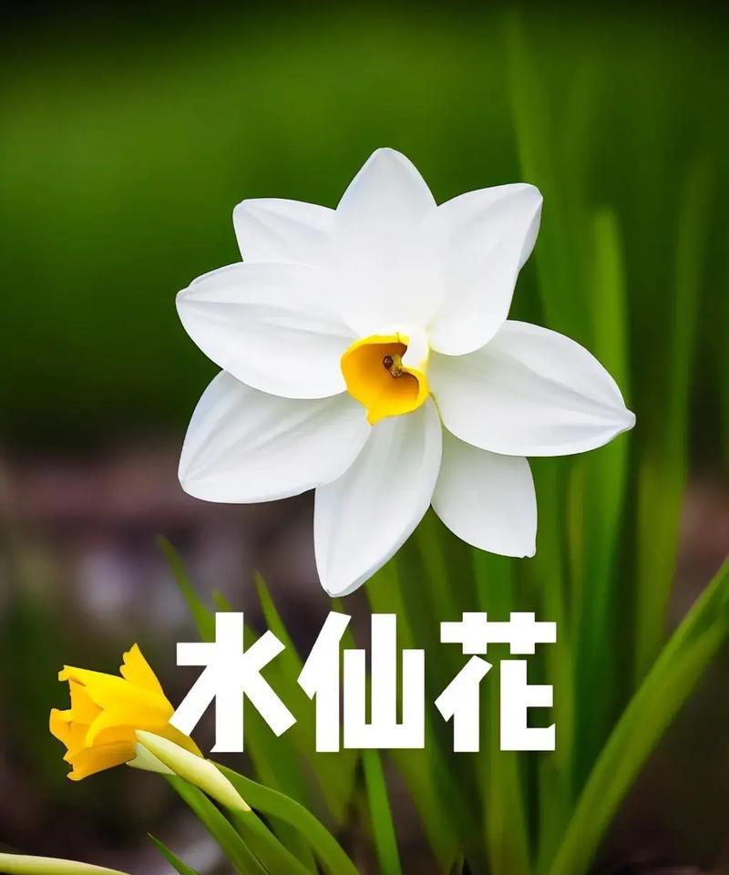 水仙花的寓意和花语是什么？
