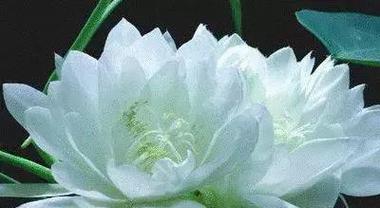 千叶吊兰的花语有哪些？