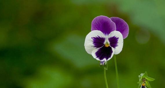 千叶吊兰的花语有哪些？
