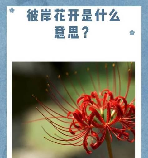彼岸花隐藏了哪些花语？