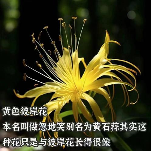 彼岸花隐藏了哪些花语？