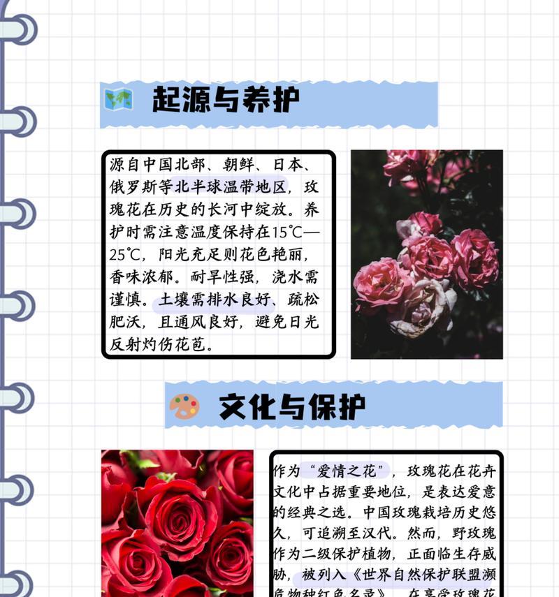 不同颜色玫瑰花的花语有何区别？