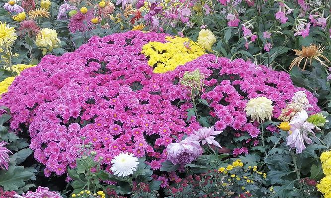 菊花的不同颜色花语分别是什么？