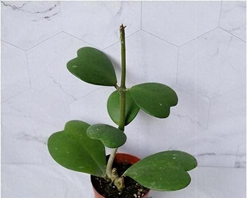 心叶球兰花语代表什么？