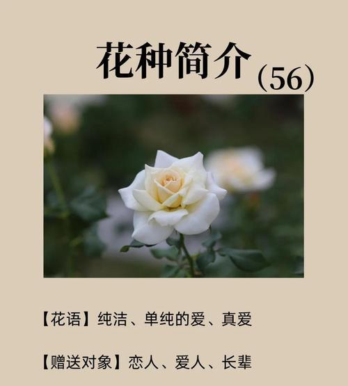 白玫瑰花语的深层含义是什么？