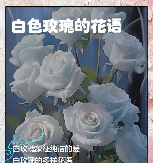 白玫瑰花语的深层含义是什么？
