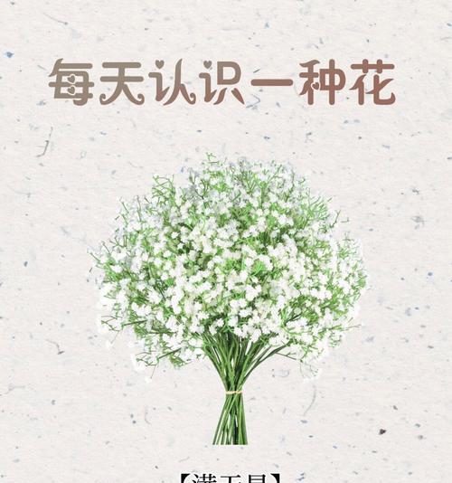满天星花语原声有何独特之处？