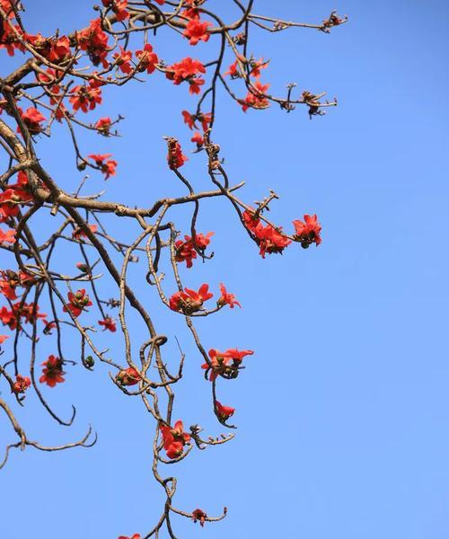 红棉花语代表了什么？