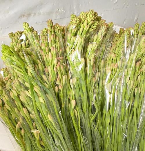 夜来香花语大全的详细解释是什么？
