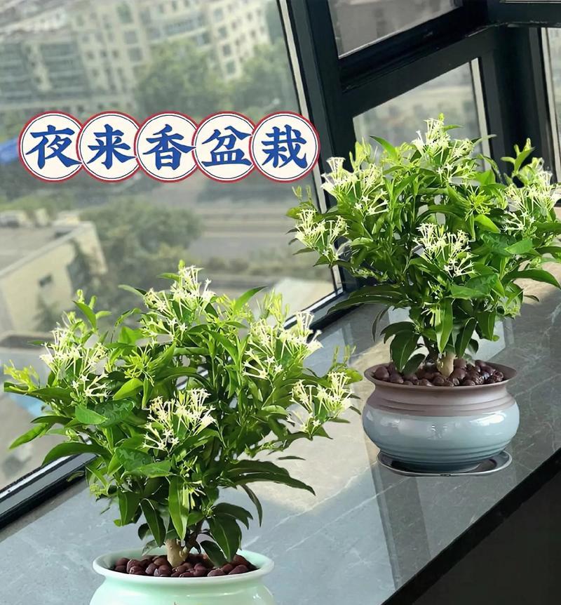 夜来香花语大全的详细解释是什么？
