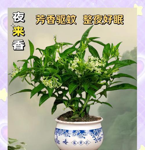 夜来香花语大全的详细解释是什么？