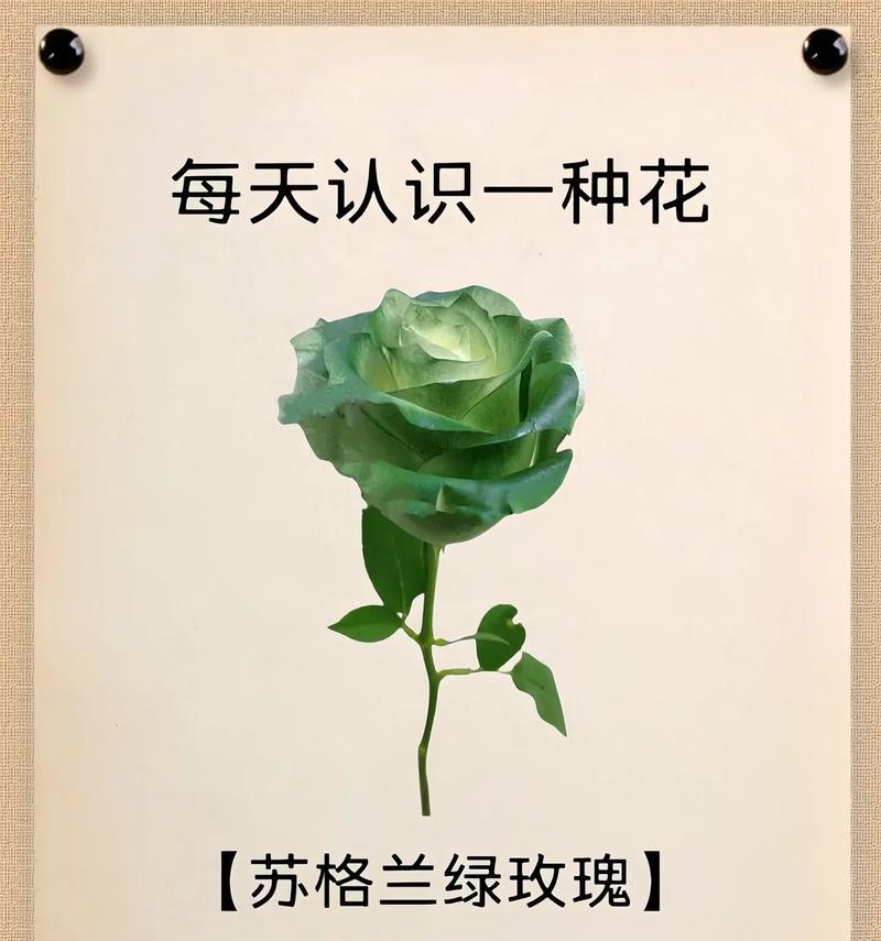 黑色鸡冠花花语有何象征意义？