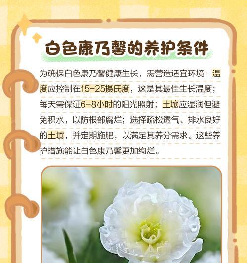 花语象征与寓意的深层含义是什么？