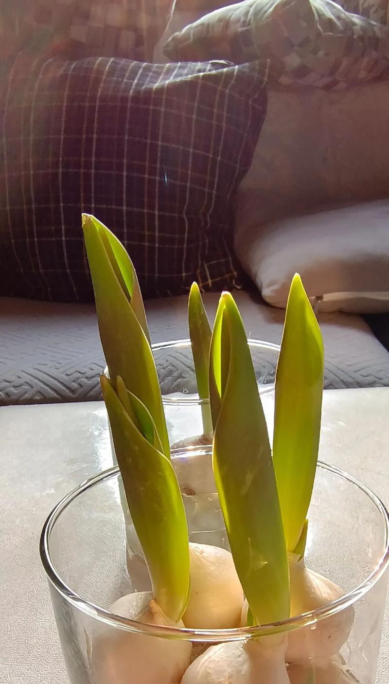 黑郁金花的花语有何特别之处？