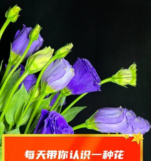 多头洋桔梗花语有何特别之处？