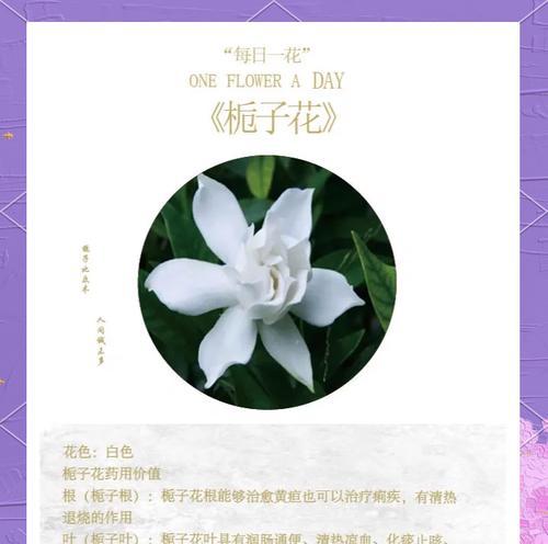 栀子花花语养护需要注意什么？