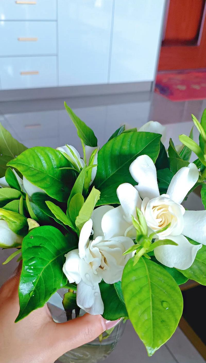栀子花花语养护需要注意什么？