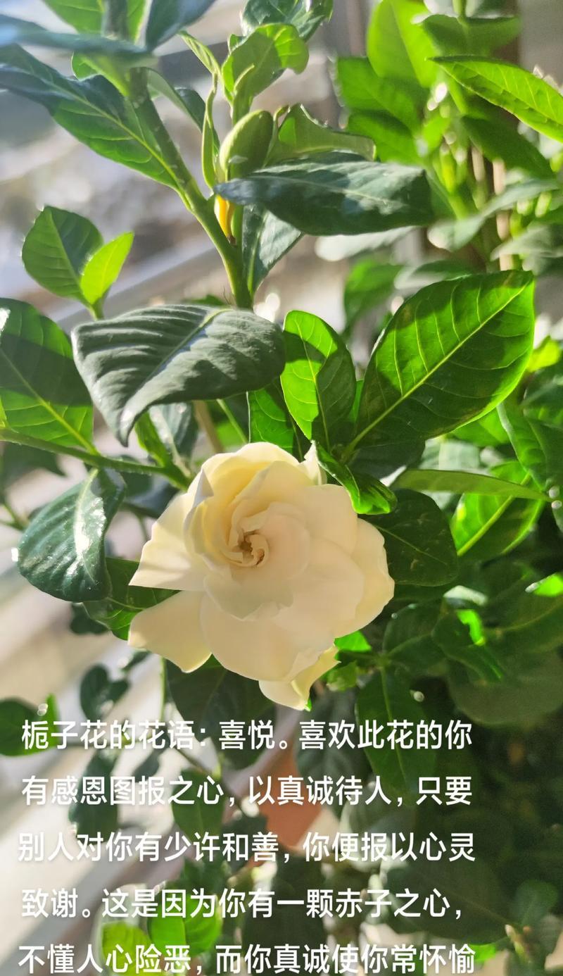 栀子花花语养护需要注意什么？