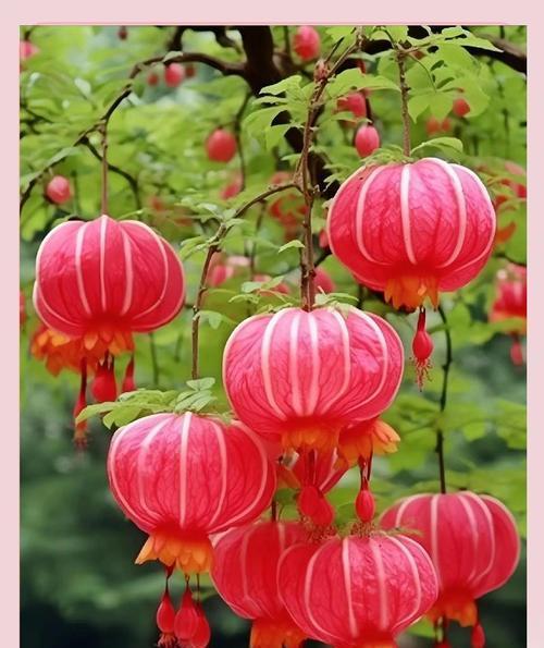 长寿灯笼花花语有何寓意？