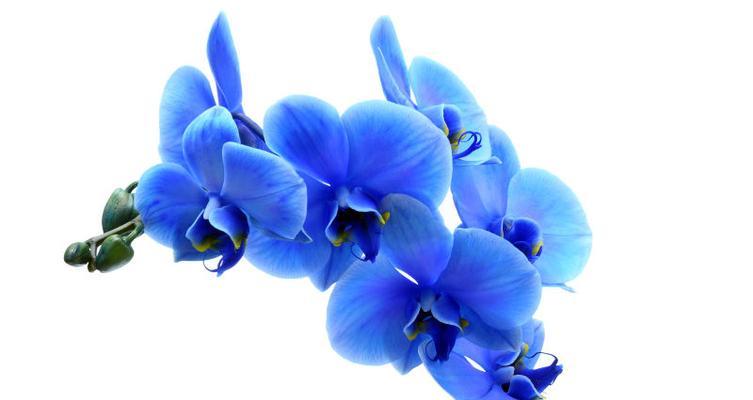 蓝色兰花代表什么花语？蓝色兰花的寓意有哪些？