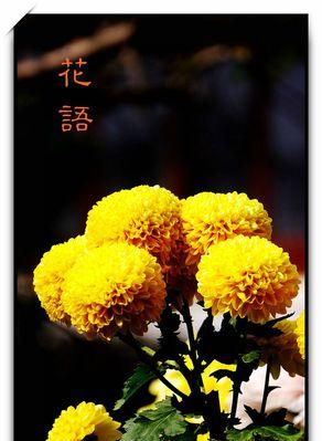 编花语中提到的鱼是什么意思？花语中的鱼象征着什么？