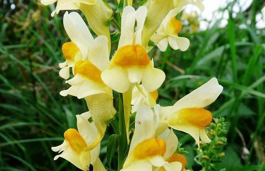 编花语中提到的鱼是什么意思？花语中的鱼象征着什么？