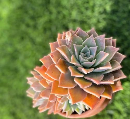 胧月花的花语和寓意是什么？胧月花象征着什么？