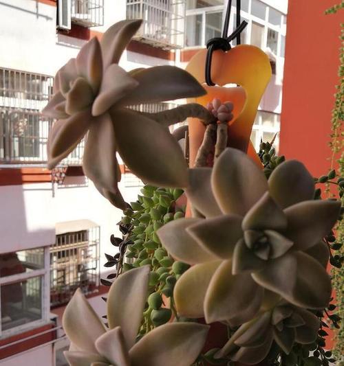 胧月花的花语和寓意是什么？胧月花象征着什么？