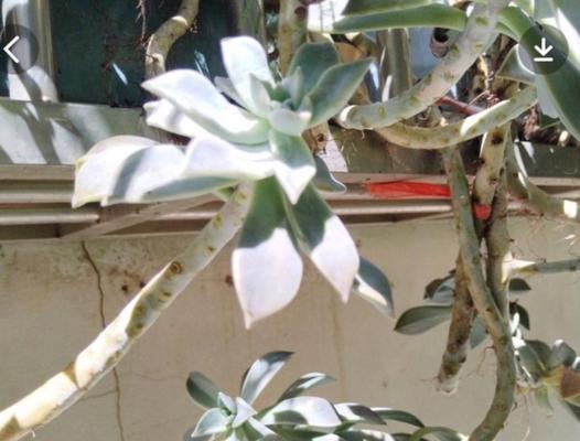 胧月花的花语和寓意是什么？胧月花象征着什么？