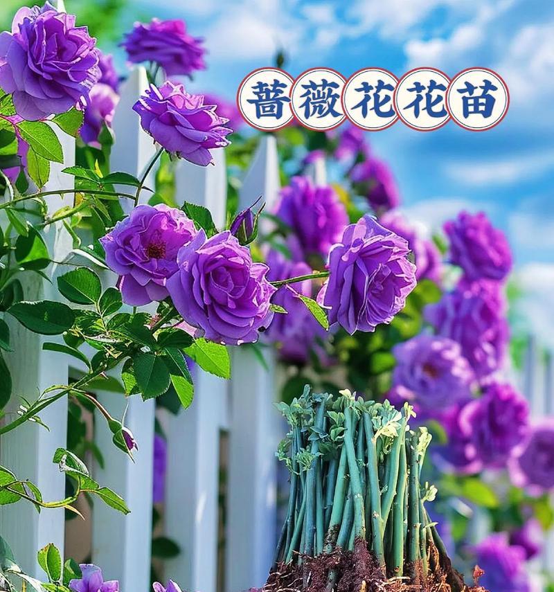 蔷薇花的花语是什么？蔷薇花代表了哪些情感？