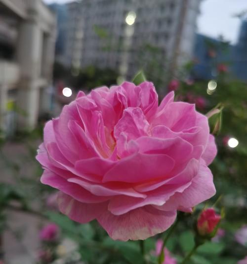 蔷薇花的花语是什么？蔷薇花代表了哪些情感？