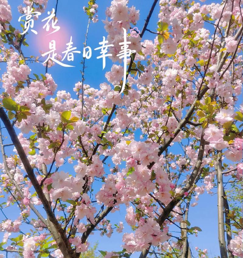 樱花树的花语有哪些？不同颜色樱花树的寓意是什么？