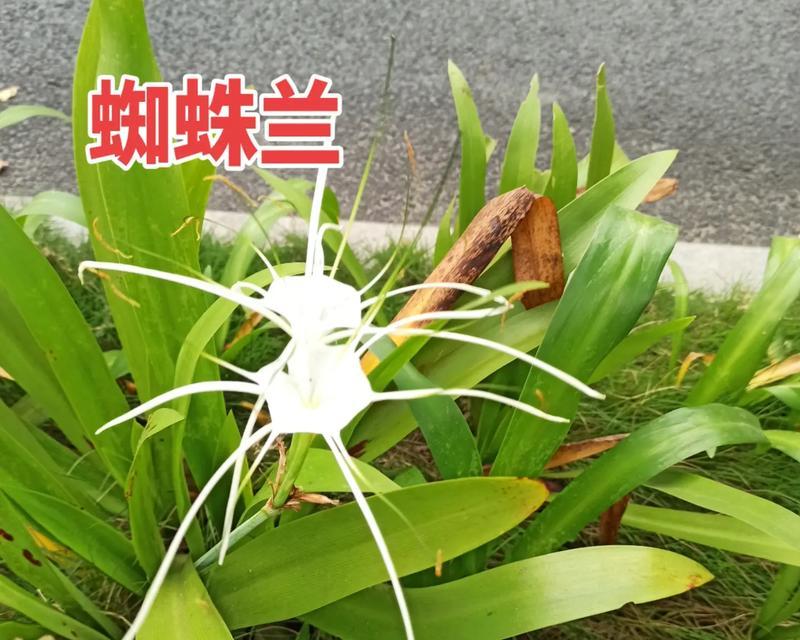 花蜘蛛兰属的花语是什么？花蜘蛛兰属代表了什么？