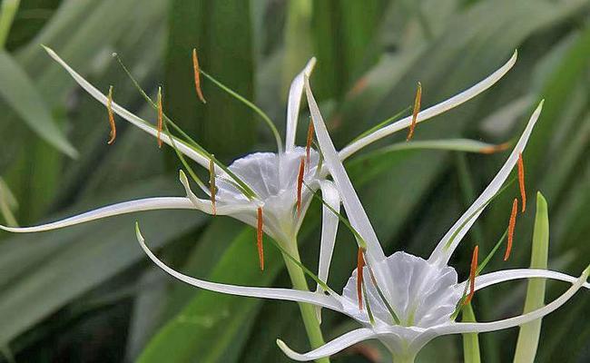 花蜘蛛兰属的花语是什么？花蜘蛛兰属代表了什么？