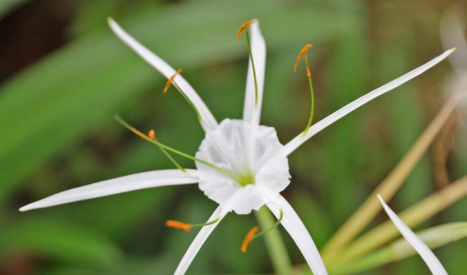 花蜘蛛兰属的花语是什么？花蜘蛛兰属代表了什么？