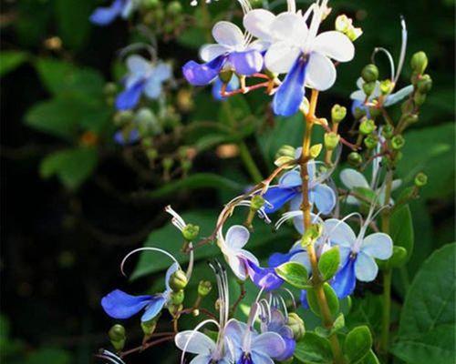 蓝蝴蝶花的花语是什么？蓝蝴蝶花象征着什么？
