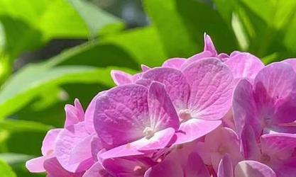 哪种花的花语是团圆？团圆花语的花有哪些？
