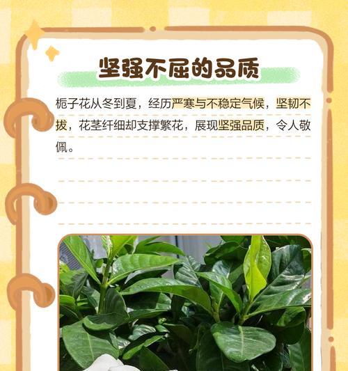 栀子花的花语和寓意是什么？栀子花象征着什么？