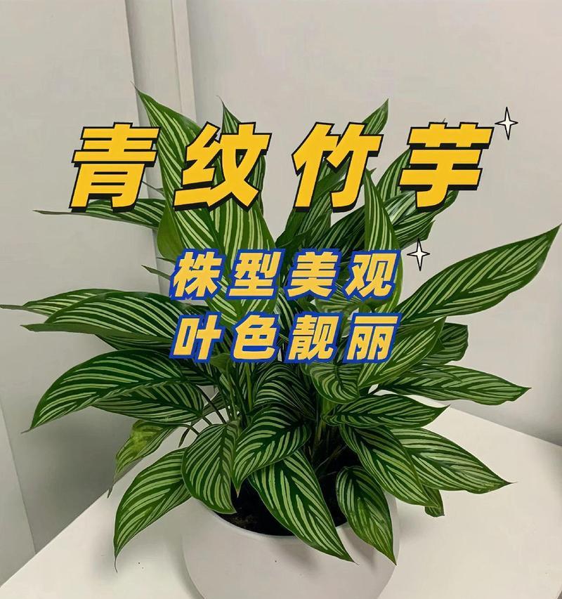 卧花竹芋的花语是什么？卧花竹芋代表了什么？