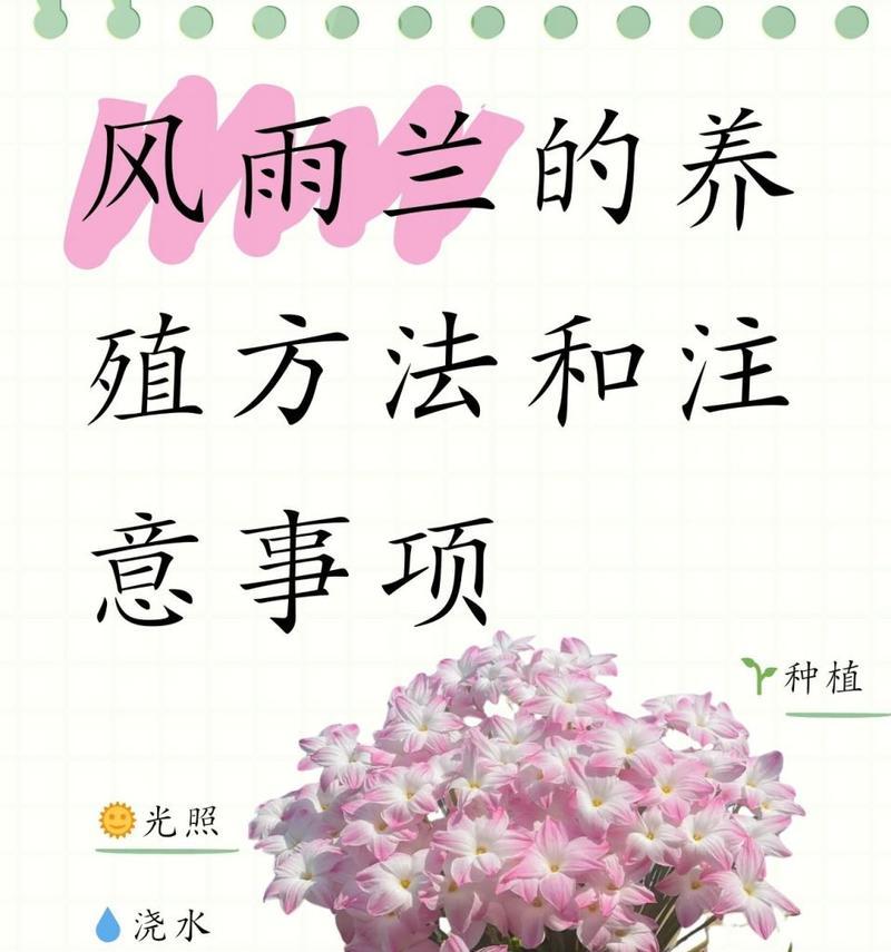 风雨兰的花语是什么？风雨兰代表了哪些情感？