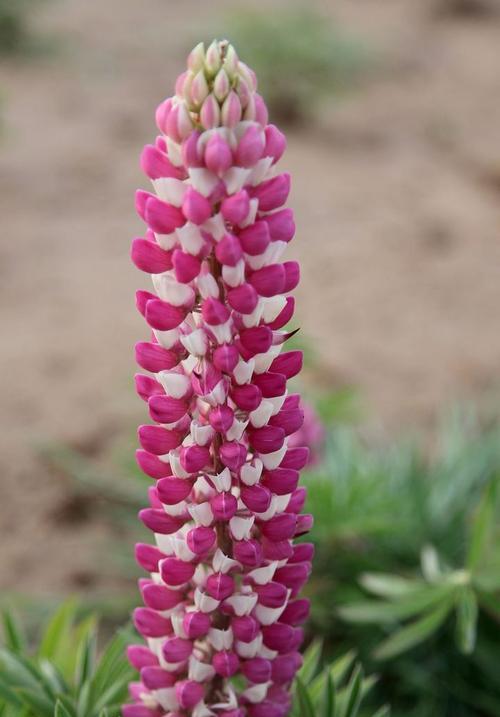 鲁冰花的花语是什么？鲁冰花代表了什么？
