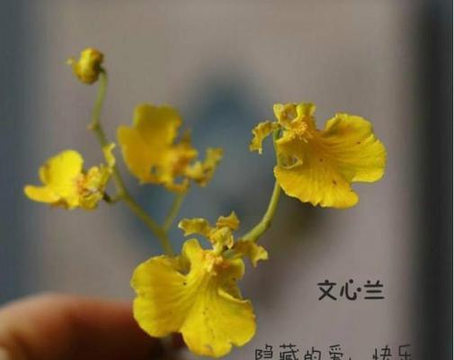 国庆节送什么花表达祝福？国庆花语有哪些？