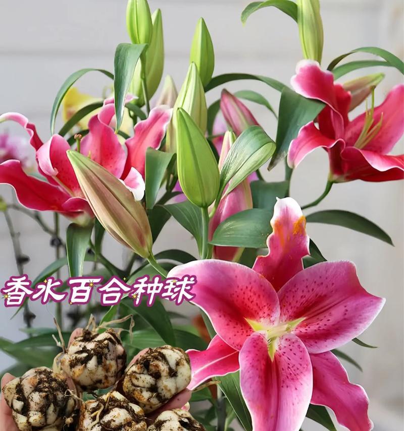 如何通过花语表达自信？哪种花象征自我肯定？