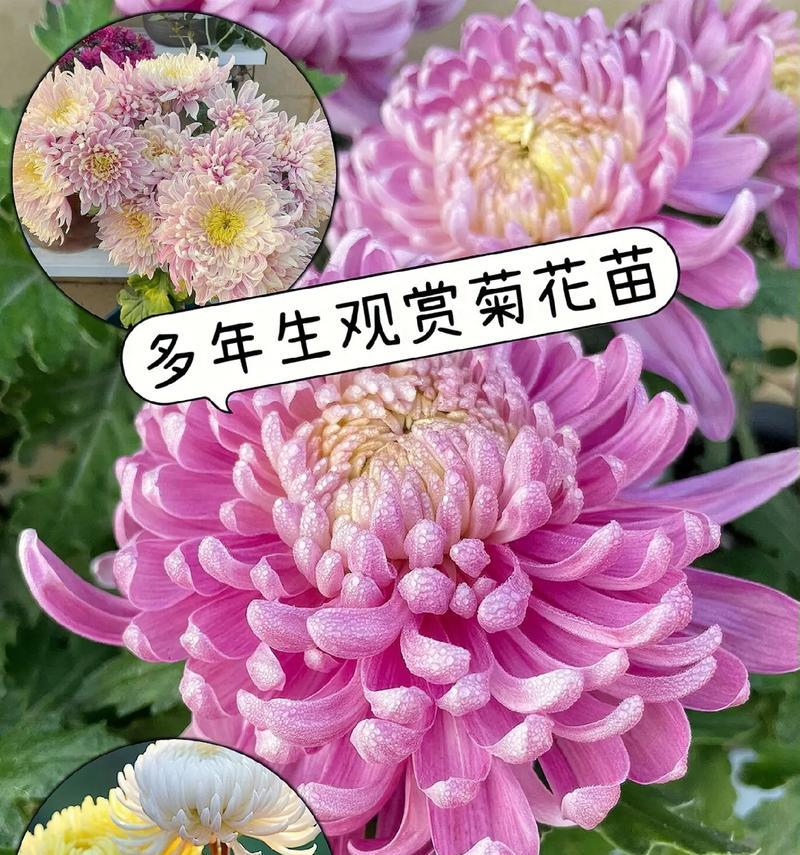 菊花有哪些花语含义？送菊花代表什么？