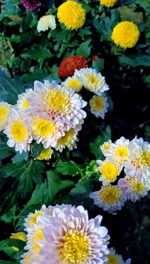 菊花有哪些花语含义？送菊花代表什么？